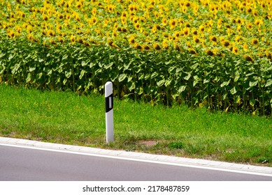 Beautiful scenic view of field of sun flowers with delineator in the foreground on a sunny summer day. Photo taken July 10th, 2022, Unterstammheim, Switzerland. - Shutterstock ID 2178487859