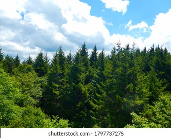 Beautiful And Scenic View Of A Forest Atop Spruce Knob In West Virginia With Red Spruce Trees (Picea Rubens).