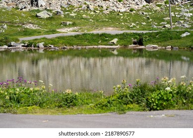 Beautiful scenic view of mountain lake with flowers at Swiss mountain pass Susten on a sunny summer day. Photo taken July 13th, 2022, Susten Pass, Switzerland. - Shutterstock ID 2187890577