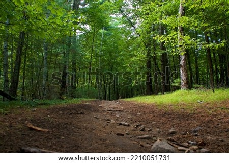 Beautiful scenic view of walking trail on hardy road in wilmington new york with lush vegetation and tall trees.