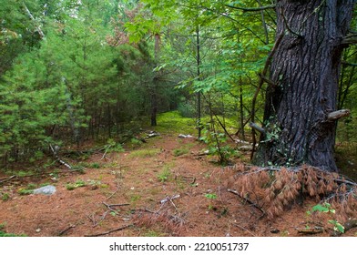 Beautiful Scenic View Of Wild Boreal Forest On Hardy Road In Wilmington New York With Lush Vegetation And Tall Trees.