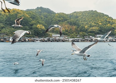 Beautiful scenic view with the wooden traditional waterfront boat houses called funaya and seagulls flying above the waters of Ine Bay, in the village Ine, Japan - Powered by Shutterstock