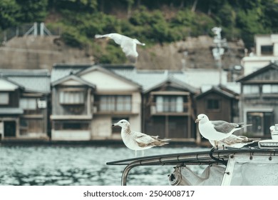 Beautiful scenic view with the wooden traditional waterfront boat houses called funaya around Ine Bay, in the village Ine, Japan. Seagulls on a fishing boat. - Powered by Shutterstock