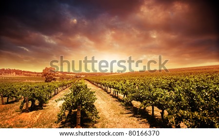 Beautiful scenic vineyard with stormy sunset sky