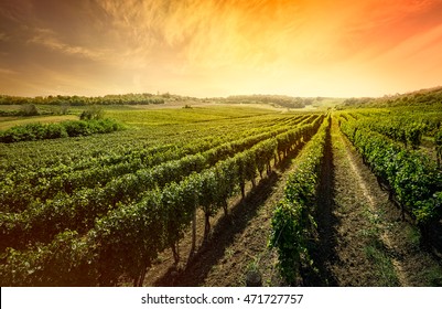 
Beautiful Scenic Vineyard With Sunset Sky