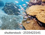 Beautiful schools of Sammara squirrelfish (Neoniphon sammara), Yellowspot emperor, Striped large-ye bream (Gnathodentex aureolineatus), Yellowfin goatfish (Mulloidichthys vanicolensis)and others.2024
