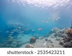 Beautiful schools of Yellowspot emperor, Striped large-ye bream (Gnathodentex aureolineatus) and Yellowfin goatfish (Mulloidichthys vanicolensis) and Stout chromis (Chromis chrysura) and others.
2021
