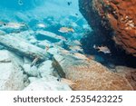 Beautiful schools of Yellowspot emperor, Striped large-ye bream (Gnathodentex aureolineatus) and Yellowfin goatfish (Mulloidichthys vanicolensis) and Stout chromis (Chromis chrysura) and others.
2021
