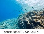 Beautiful schools of Yellowspot emperor, Striped large-ye bream (Gnathodentex aureolineatus) and Yellowfin goatfish (Mulloidichthys vanicolensis) and Stout chromis (Chromis chrysura) and others.
2021