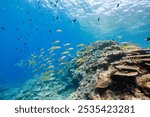 Beautiful schools of Yellowspot emperor, Striped large-ye bream (Gnathodentex aureolineatus) and Yellowfin goatfish (Mulloidichthys vanicolensis) and Stout chromis (Chromis chrysura) and others.
2021