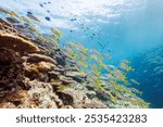 Beautiful schools of Yellowspot emperor, Striped large-ye bream (Gnathodentex aureolineatus) and Yellowfin goatfish (Mulloidichthys vanicolensis) and Stout chromis (Chromis chrysura) and others.
2021