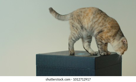 Beautiful Scottish Fold Cat Siting On White Background. Beatiful Cat Jumping From The Box To The Table.