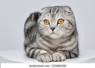 Beautiful Scottish Fold Silver Tabby Portrait