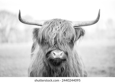 beautiful Scottish Highland cow in nature grass setting portrait animal black and white with horns - Powered by Shutterstock