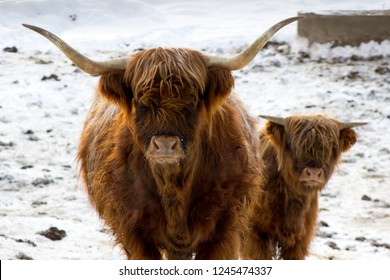 Beautiful Scottish Red Cow In Winter, Hemsedal, Buskerud,Norway,cute Domestic Highland Cow With Calf,animal Family Portrait,mother With Baby,new Year Symbol 2021,wallpaper,poster,calendar,postcard