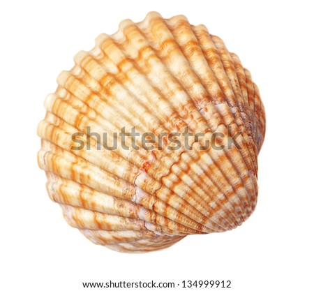 Beautiful sea conch texture. On a white background.