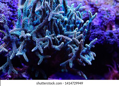 2,106 South Africa Coral Reef Images, Stock Photos, 3D objects ...