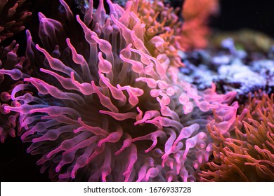 1,119 Sri lanka aquarium fish Images, Stock Photos & Vectors | Shutterstock