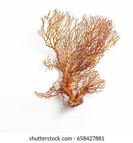 Beautiful Sea Fan Coral Red Orange Or Gorgonian Isolated On White Background