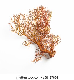 Beautiful Sea Fan Coral Red Orange Or Gorgonian Isolated On White Background