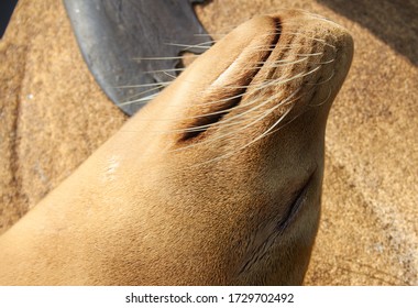 Beautiful Sea Lion Close Up