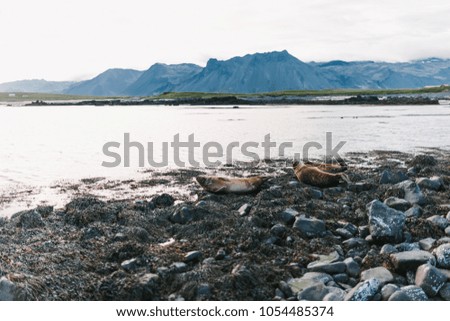 Similar – Image, Stock Photo Midnight mood at the polar sea, beach hiker