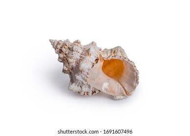 Beautiful sea mollusk, shell, chitin shell, large shell and cockleshell on a white isolated background.