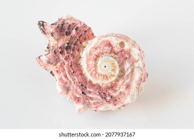 A Beautiful Sea Pink Shell