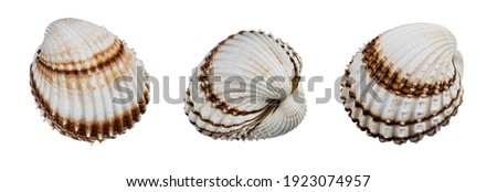 Beautiful sea shells of common cockle isolated on a white background. Cerastoderma edule. Three decorative ribbed oval seashells of edible saltwater clams. Empty exoskeleton of marine bivalve mollusk.