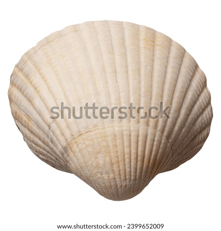 Beautiful sea shells of common cockle isolated on a white background. Cerastoderma edule. Decorative ribbed oval seashells of edible saltwater clams.