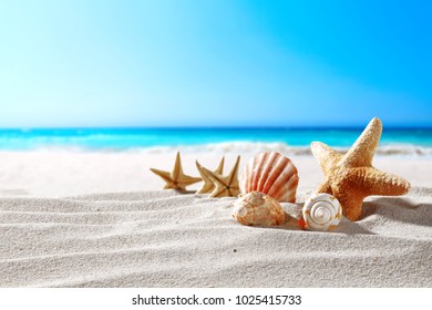 beautiful sea shells on the seashore with room for a product or advertising text - Powered by Shutterstock