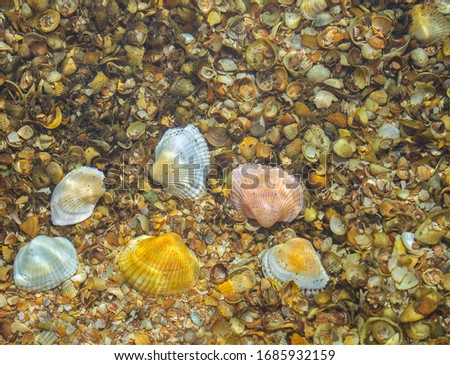 Beautiful sea shells under ripples of transparent sunny waves. Closeup. Selective focus