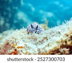 The Beautiful Sea slug (Phyllidiella pustulosa,).

Hirizohama beach, Nakagi, Minami-Izu, Izu Peninsula, Shizuoka pref, Japan. - September 2024.
