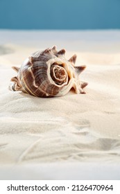 Beautiful Sea Snail Conch Or Shell On The Beach Sand With A Deep Blue Sky On The Background.