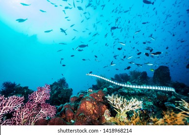 Beautiful sea snake swims in corals. Wakatobi national park near Sulawesi. Indonesia. 
