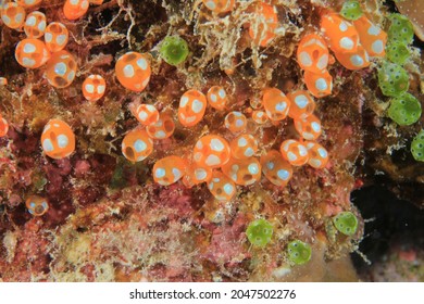 Beautiful Sea Squirt Whose Color Is Orange And White And Looks Like Ultra Man In The Sea Of Aka Island In Kerama Area In Okinawa.