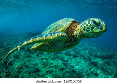 Beautiful Sea Turtle Swimming Along The Reef In The Hawaii Islands