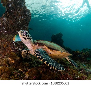 beautiful sea turtle swimming in the ocean