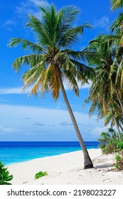 Beautiful Sea View Under Coconut Tree