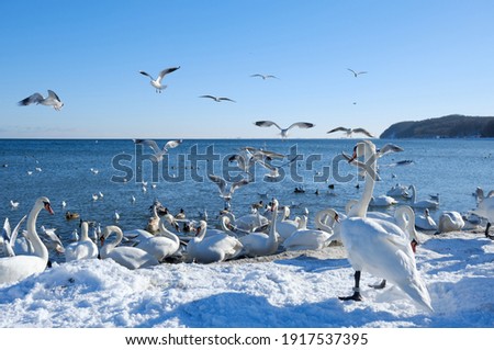 Beautiful seabirds and swans on the frozen winter beach in Gdynia, Poland