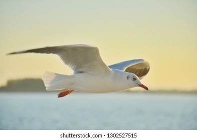 A Beautiful Seagull Flying Over Naf River During Sunset