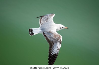 Beautiful seagull flying over Naf river at teknaf, cox’s Bazar, Bangladesh. - Powered by Shutterstock