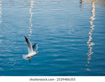 A beautiful seagull flying over a river - Powered by Shutterstock