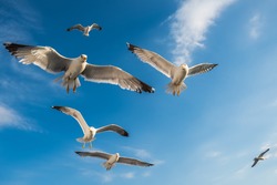 Beautiful Seagulls Flying In The Sky