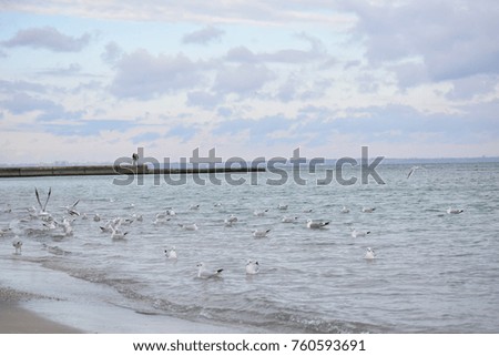 Beautiful seagulls on the beach and people on the pier.