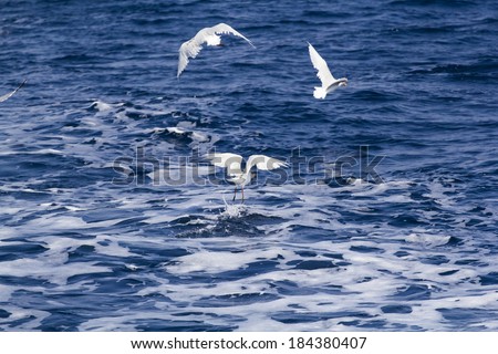 Similar – Image, Stock Photo formation seagulls Ocean