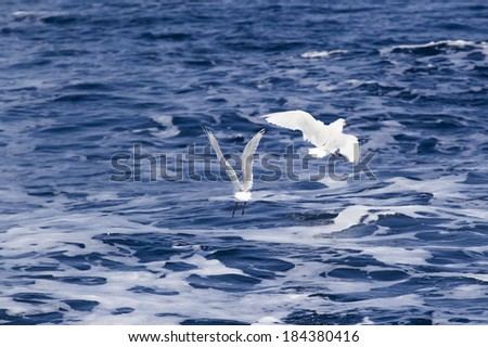 Similar – Image, Stock Photo formation seagulls Ocean