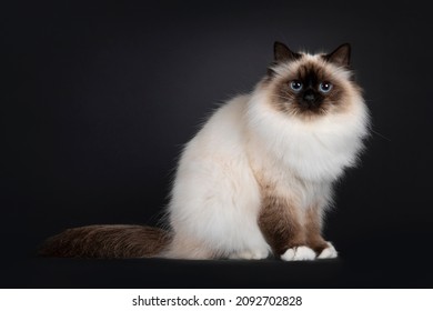 Beautiful seal point Sacred Birman cat, sitting up side ways. Looking towards camera with blue eyes. Isolated on a black background.