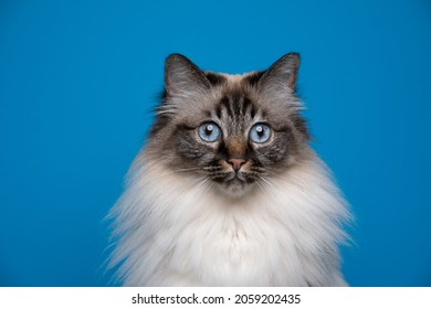 2,349 Seal tabby point Images, Stock Photos & Vectors | Shutterstock