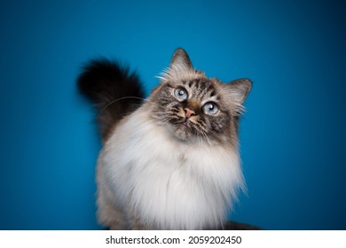 Beautiful Seal Tabby Point Birman Cat Head Tilt Portrait On Blue Background With Copy Space